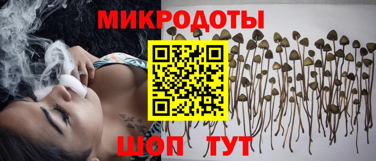 Псилоцибиновые грибы Psilocybe Гатчина